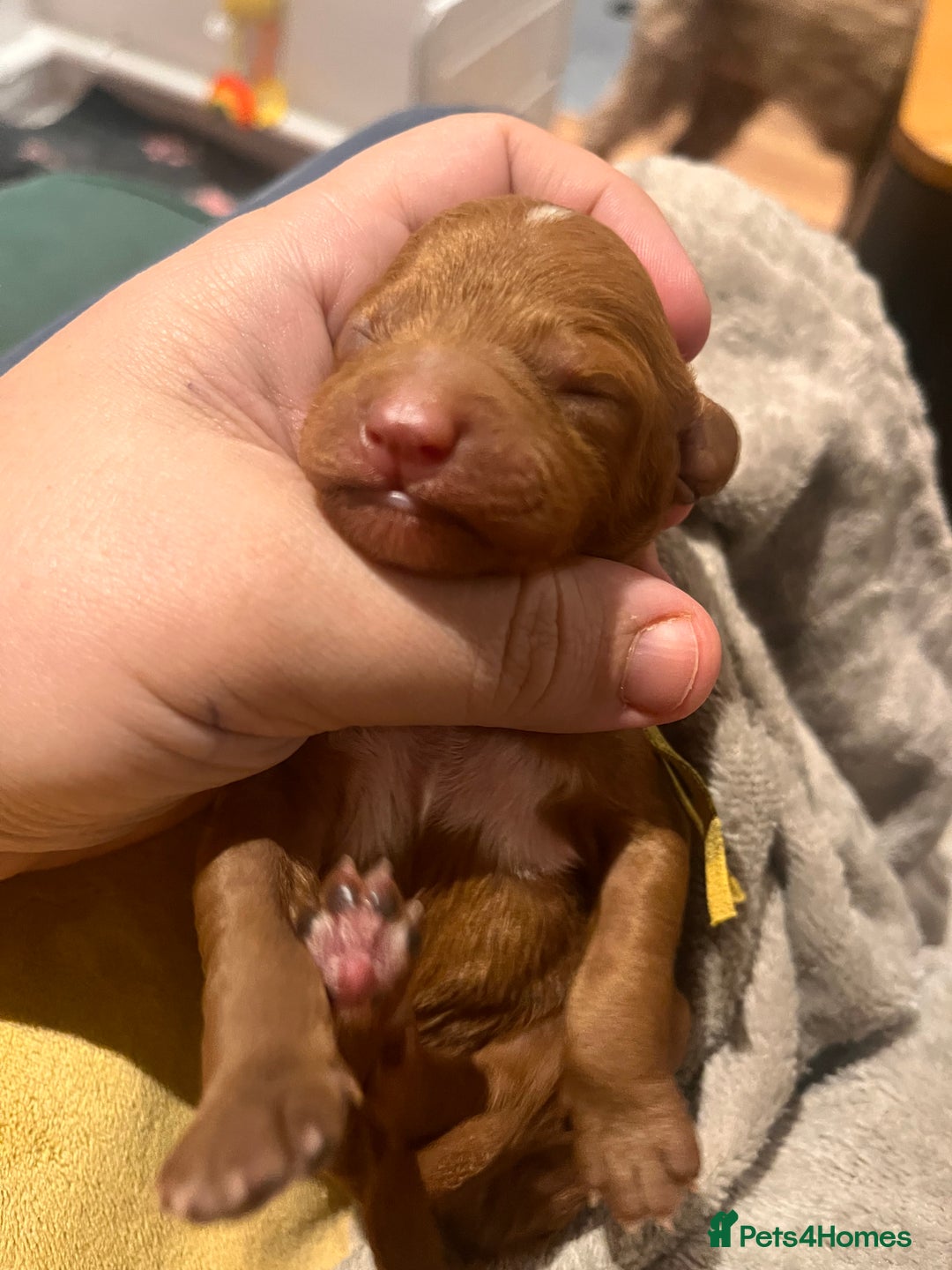 Australian Labradoodle dogs for sale: Healthy tested true Australian Labradoodle pups - Advert 14