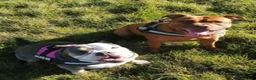 Olde English Bulldogge dogs for sale: Beautiful Lady  - Advert 14