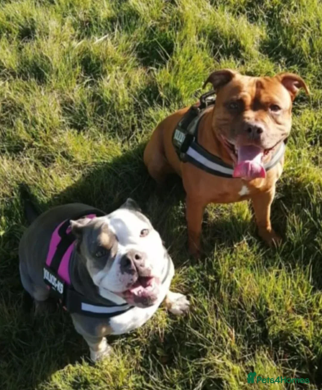Olde English Bulldogge dogs for sale: Beautiful Lady  - Advert 14