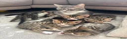 Bengal cats for sale: Bengal kittens - Advert 23
