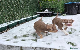 American Bully dogs for sale: Pocket Bully  - Advert 6