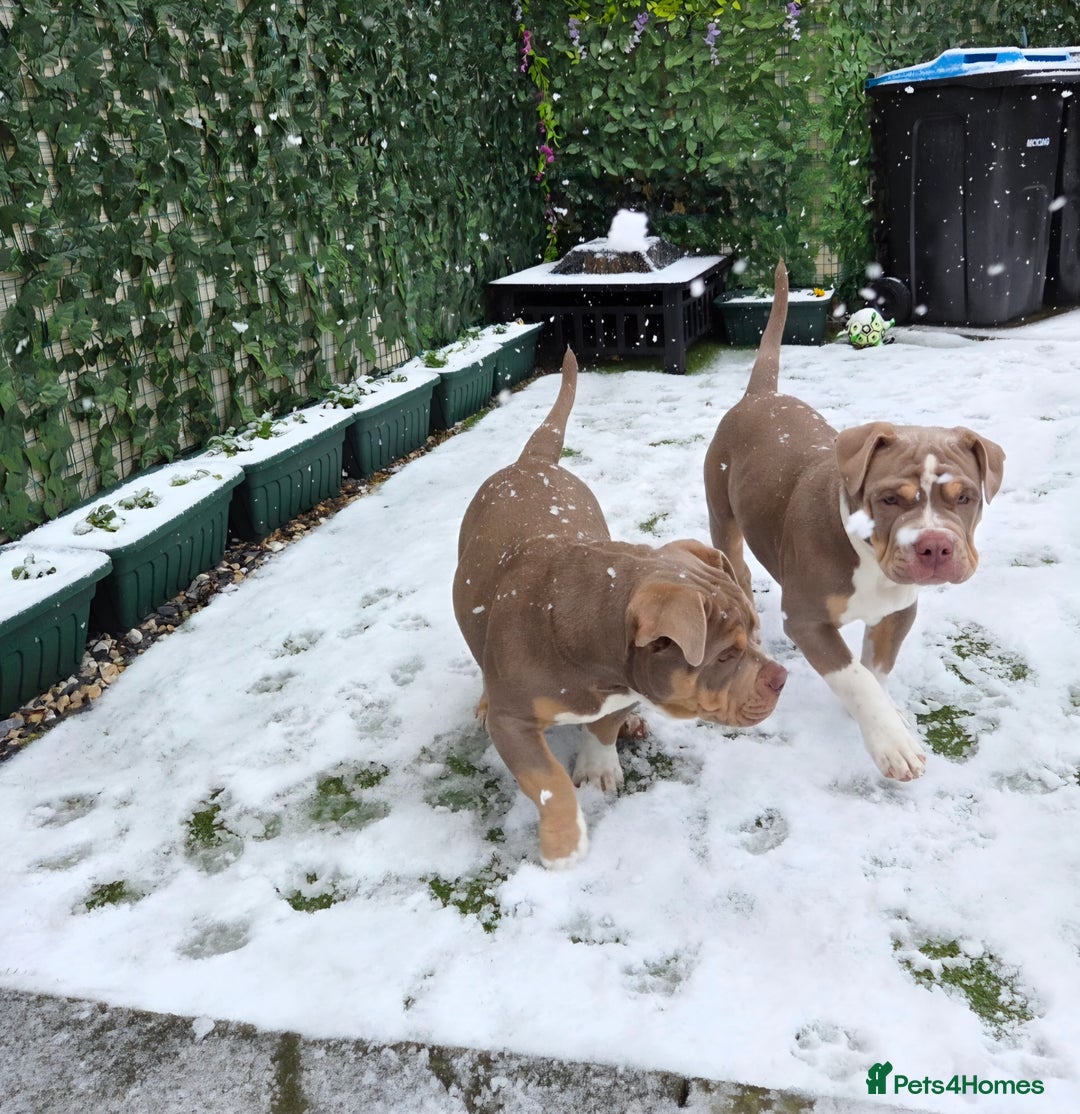 American Bully dogs for sale: Pocket Bully  - Advert 6