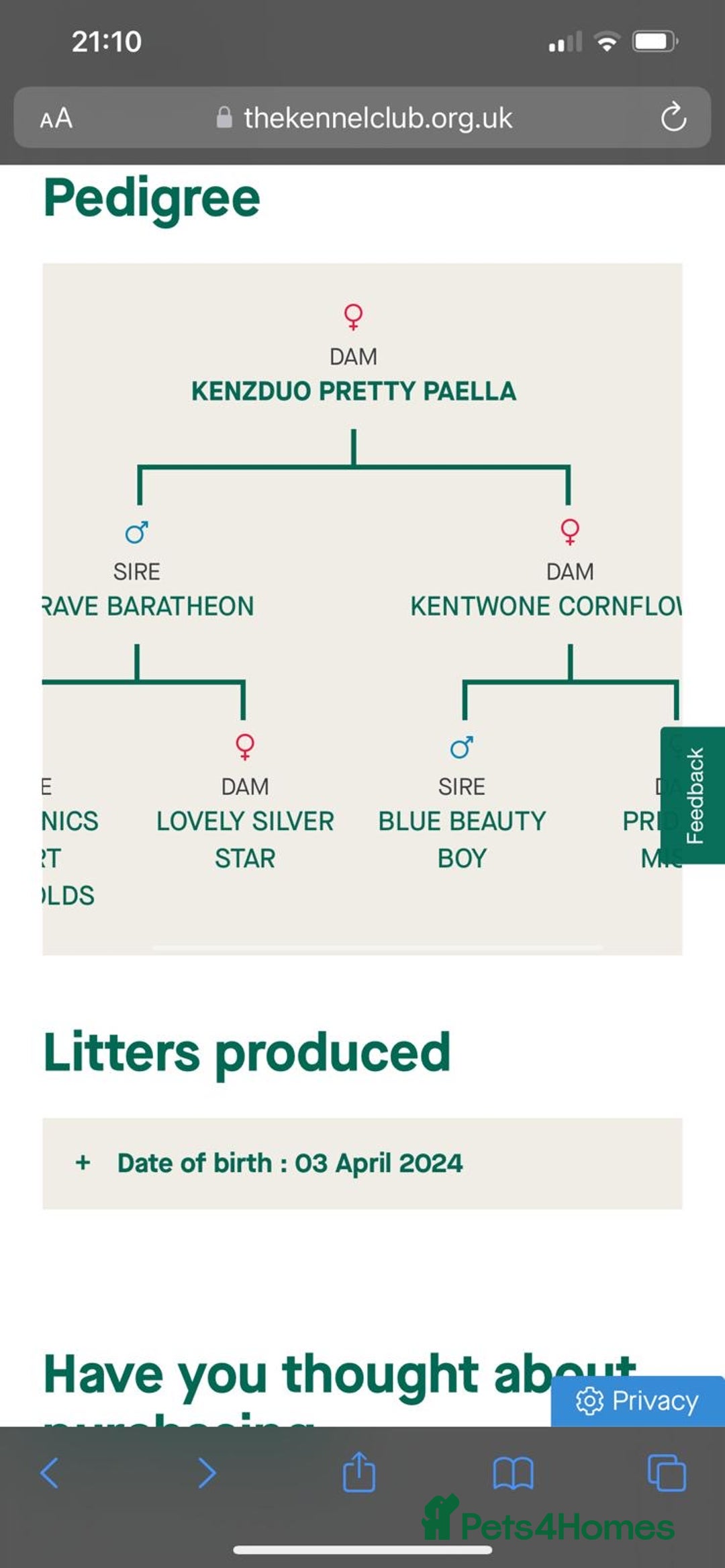 Staffordshire Bull Terrier dogs for stud: Blue Staff KC registered  “Koba” stud  in Swadlincote - Advert 8