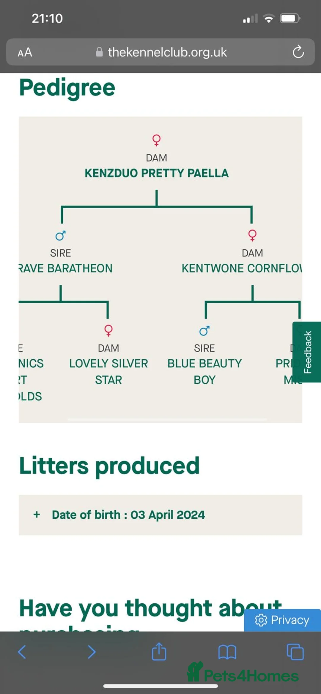 Staffordshire Bull Terrier dogs for stud: Blue Staff KC registered  “Koba” stud  in Swadlincote - Advert 8