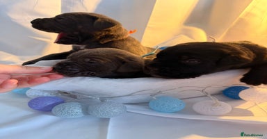 Cane Corso dogs Pure Cane Corso’s 🐶 - Advert 12