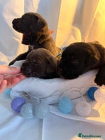 Cane Corso dogs Pure Cane Corso’s 🐶 - Advert 8