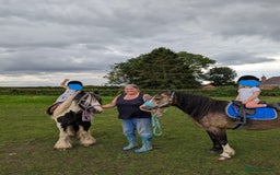 Welsh Section A horses for sale: welsh section A 12hh - Image 8