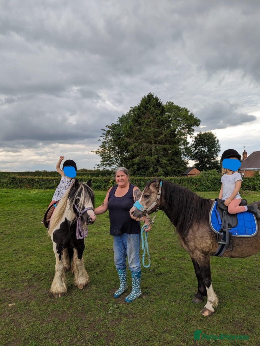 Welsh Section A horses for sale: welsh section A 12hh - Image 8