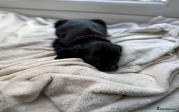 Sproodle dogs for sale: Beautiful Sproodle pups  - Image 7