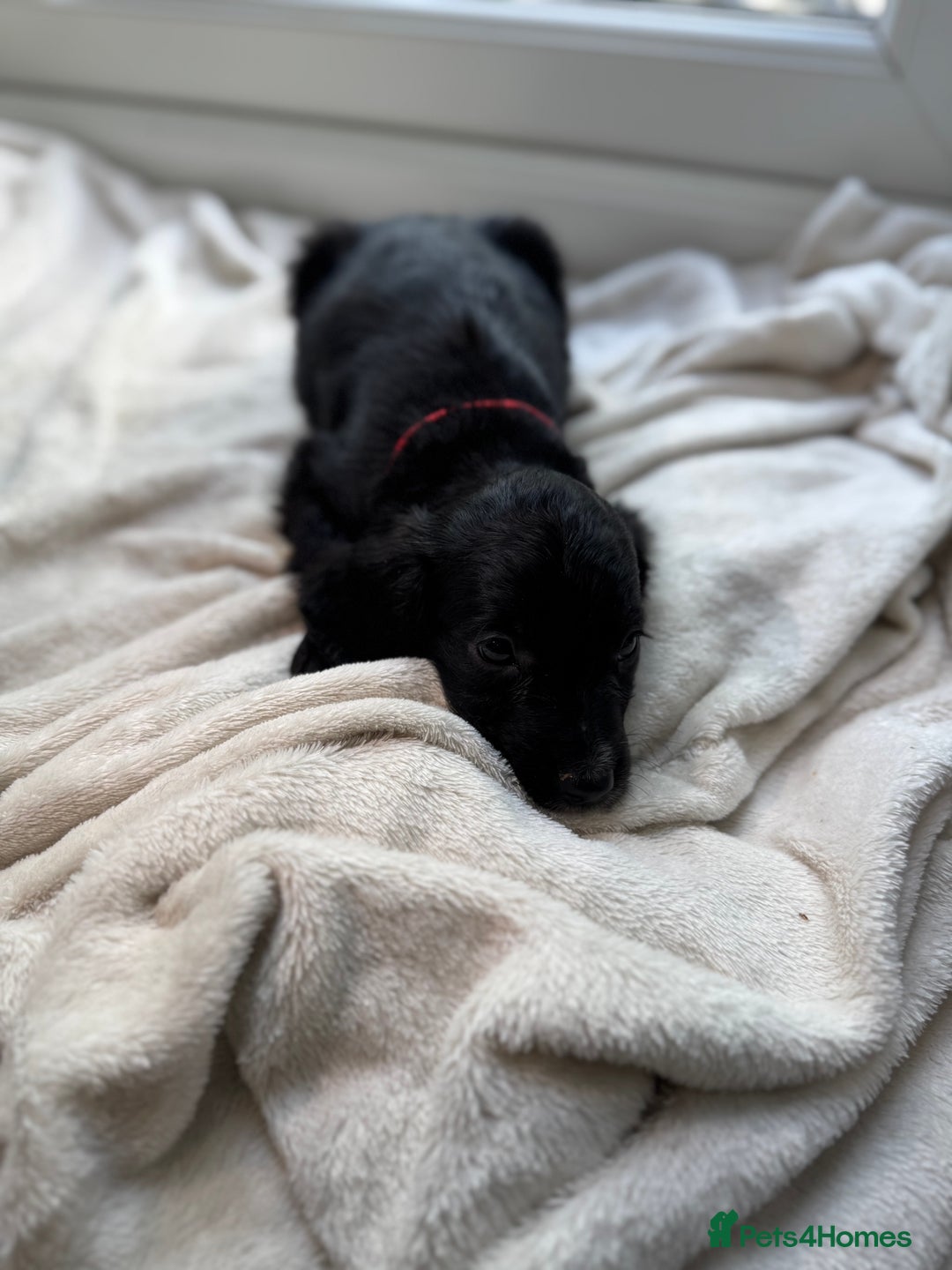 Sproodle dogs for sale: Beautiful Sproodle pups  - Image 7
