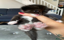 Maine Coon cats for sale: Beautiful Maine coon kittens for sale - Image 8
