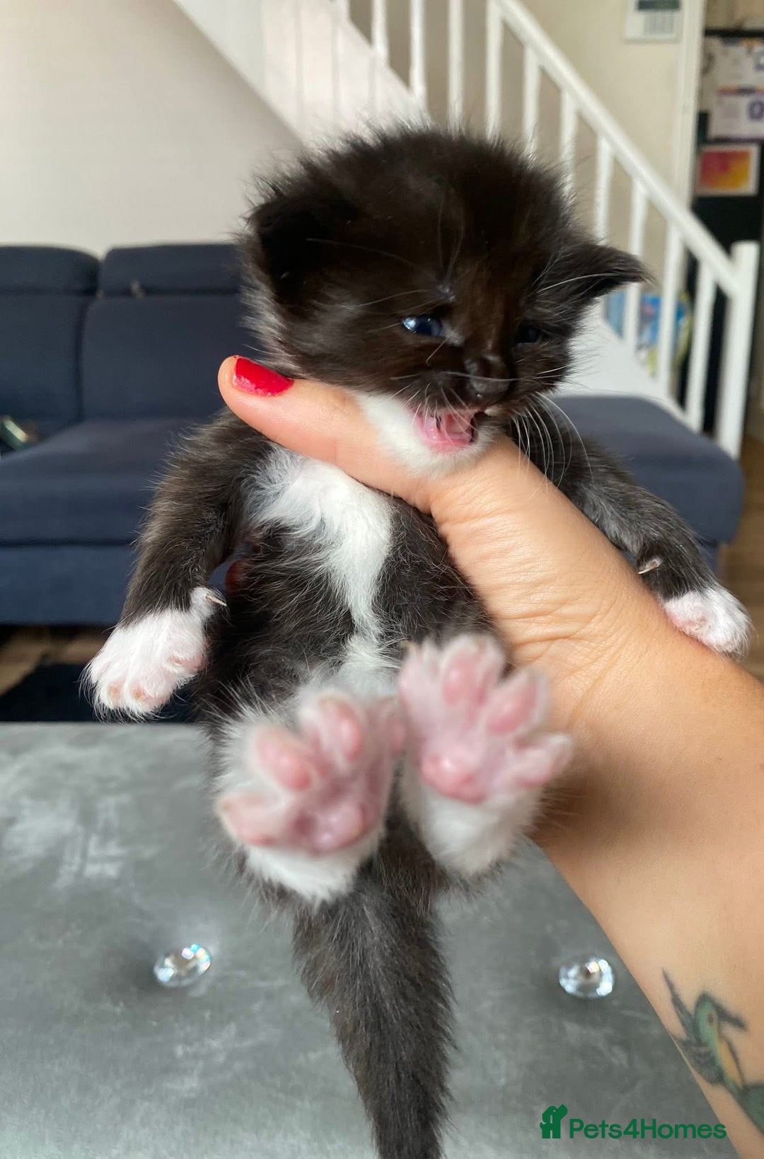 Maine Coon cats for sale: Beautiful Maine coon kittens for sale - Image 8