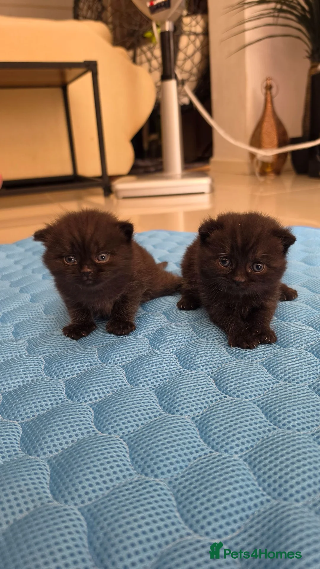 Scottish Fold cats for sale: Scottish fold kittens  in Manchester - Advert 1