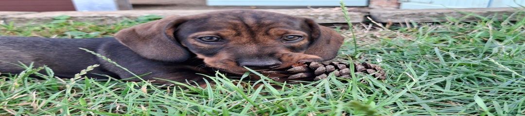 Dachshund Puppy 1