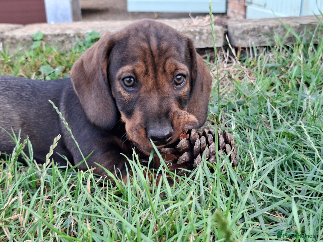 Dachshund dogs for sale: Working teckel puppies (parents European imports) - Image 7