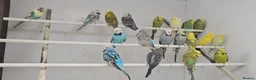 Budgerigars birds for sale: 2026 bred budgies for sale - Advert 9