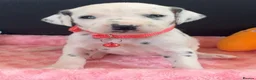 Dalmatian dogs for sale: Beautiful Dalmatian puppies ready to reserve  - Advert 19
