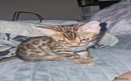 Bengal cats for sale: 3 Gorgeous Bengals kittens 😻😻❤️❤️❤️ - Image 33