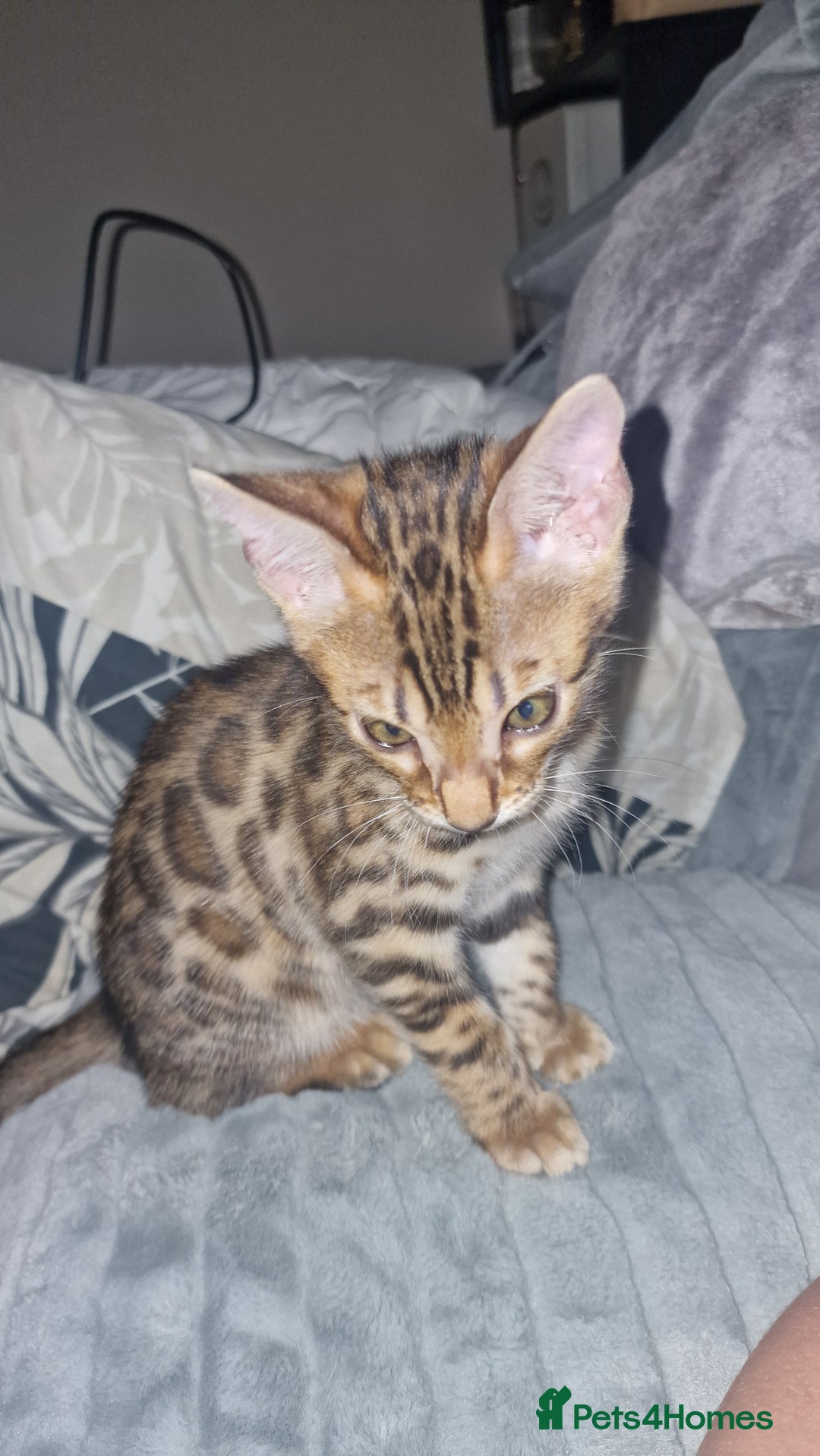 Bengal cats for sale: 3 Gorgeous Bengals kittens 😻😻❤️❤️❤️ - Image 33