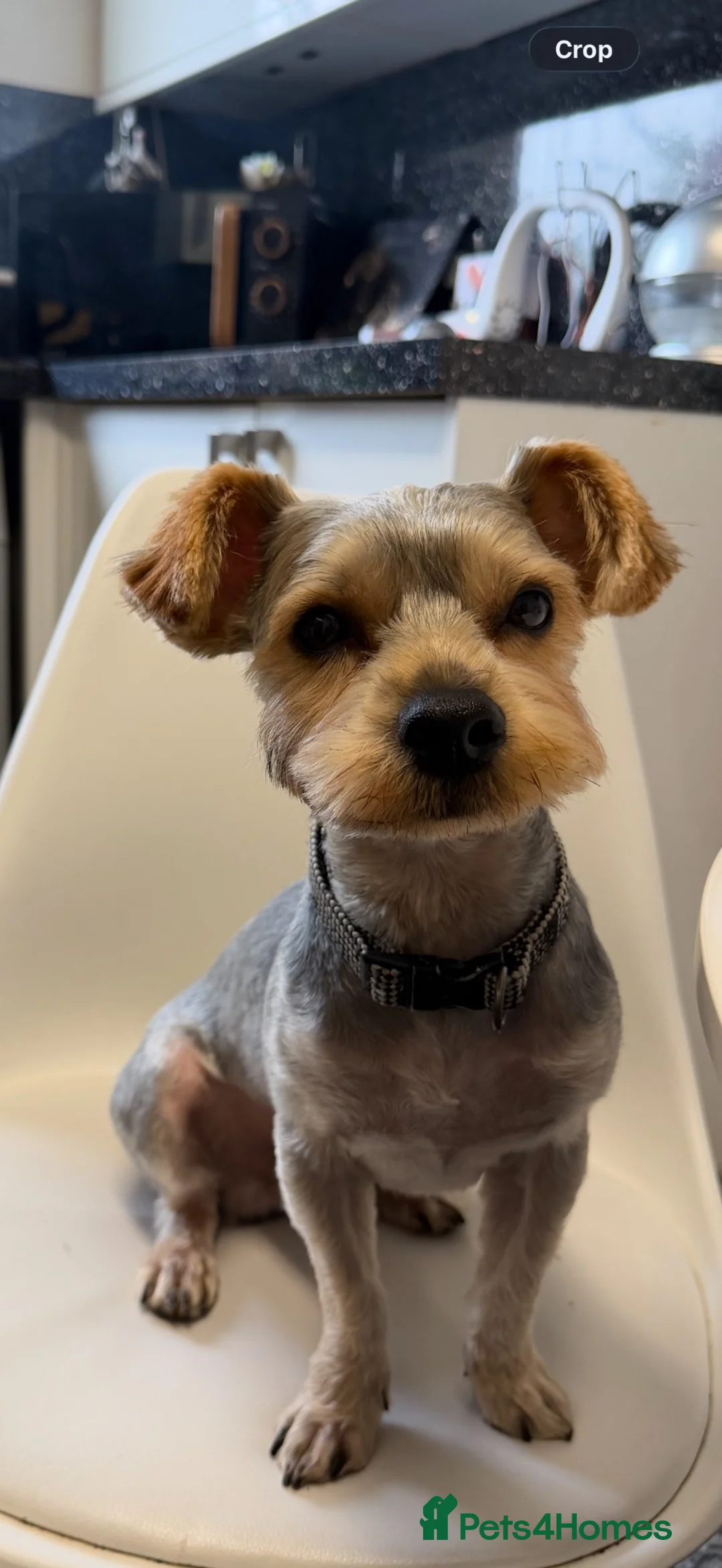 Yorkshire Terrier dogs for sale: Sadly rehoming our puppies  - Advert 2