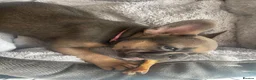 French Bulldog dogs for sale: Beautiful French Bulldog Puppies Fluffy Carriers - Advert 12