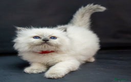 Ragdoll cats for sale: Beautiful ragdoll kittens  - Image 3