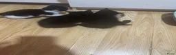 Mixed Breed cats for sale: Mix cat - Advert 3