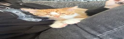Mixed Breed cats for sale: male boy for rehoming  - Advert 3