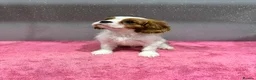 Cavalier King Charles Spaniel dogs for sale: Adorable Cavalier King Charles Spaniels - Advert 7