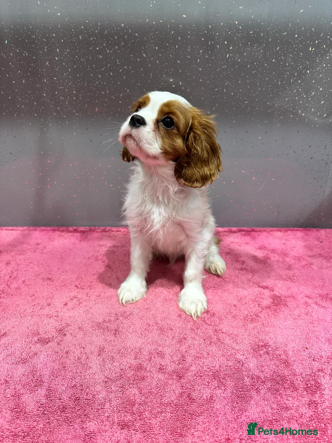 Cavalier King Charles Spaniel dogs for sale: Adorable Cavalier King Charles Spaniels - Advert 7