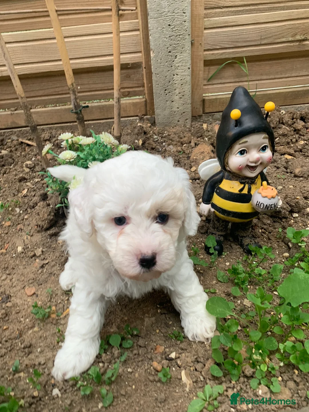Bichon Frise dogs for stud: Bichon Frise for stud in Milton Keynes - Advert 20