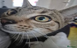 Mixed Breed cats for sale: Tabby x bengal kitten - Image 1