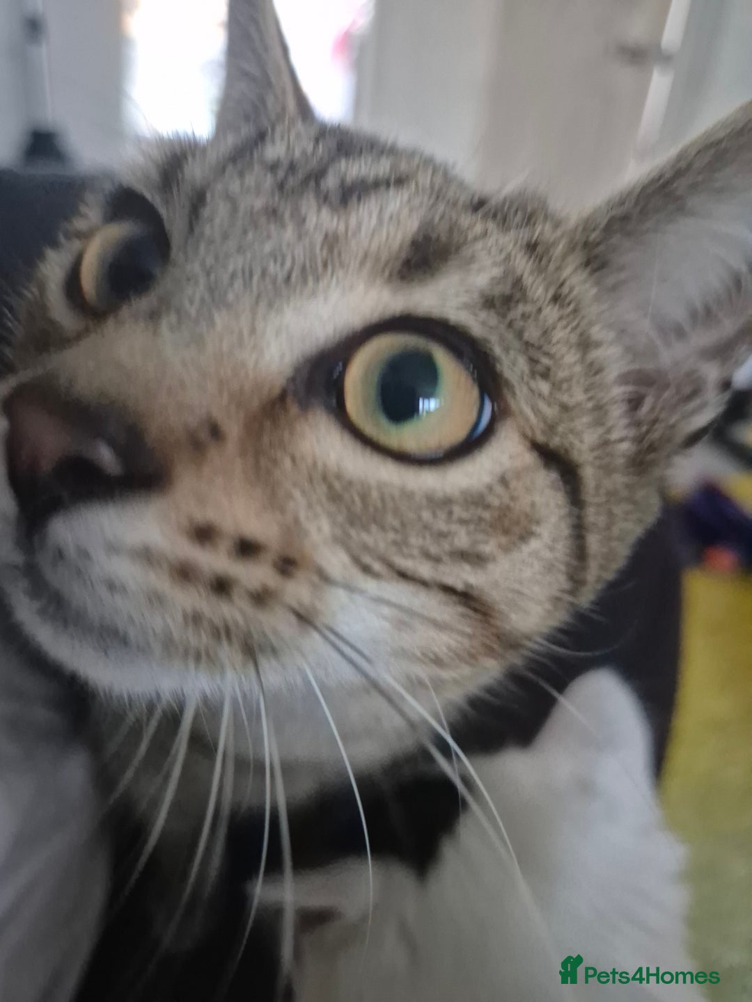 Mixed Breed cats for sale: Tabby x bengal kitten - Image 1