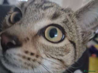 Mixed Breed cats for sale - Advert 1