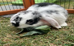 Mini Lop rabbits for sale: Beautiful Mini Lop Babies - Image 9