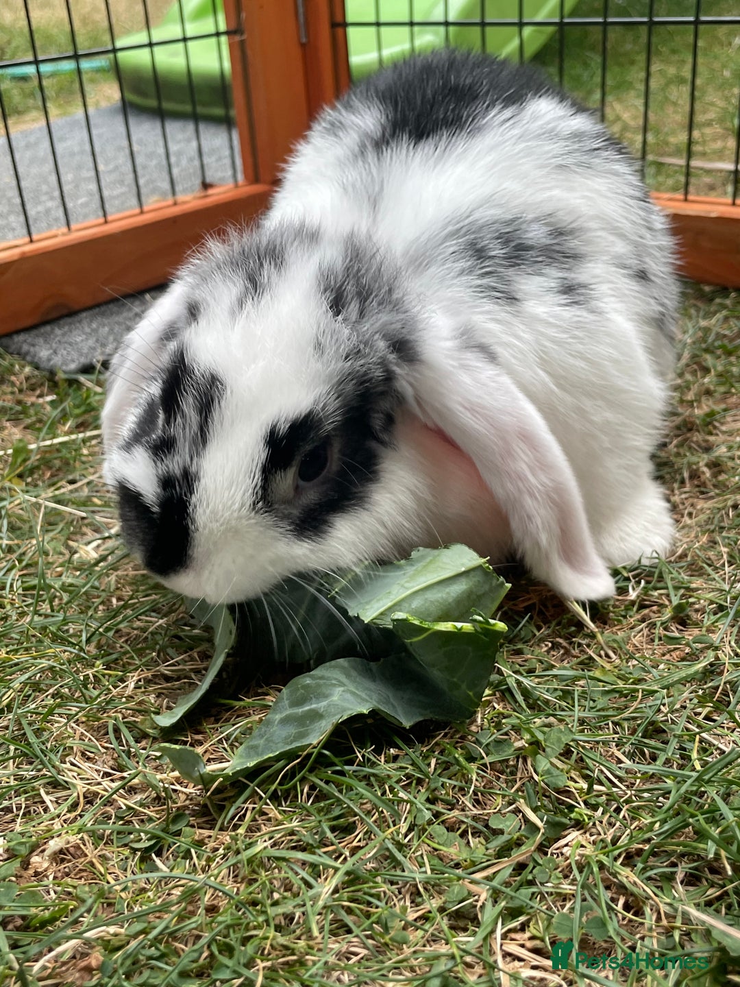 Mini Lop rabbits for sale: Beautiful Mini Lop Babies - Image 9