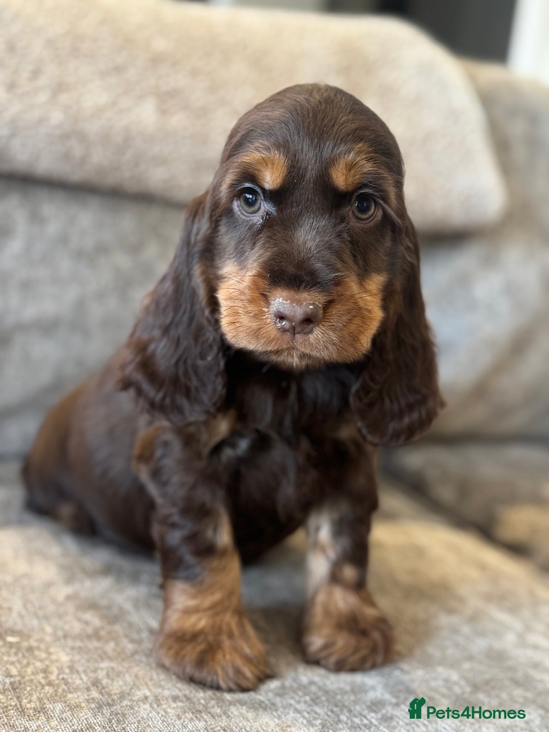 Cocker Spaniel dogs for sale: BEAUTIFUL SHOW TYPE COCKER SPANIELS  - Image 6