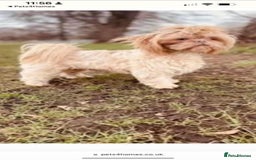 Shih Tzu dogs for sale: Handsome shih tzu boy puppies  - Image 7