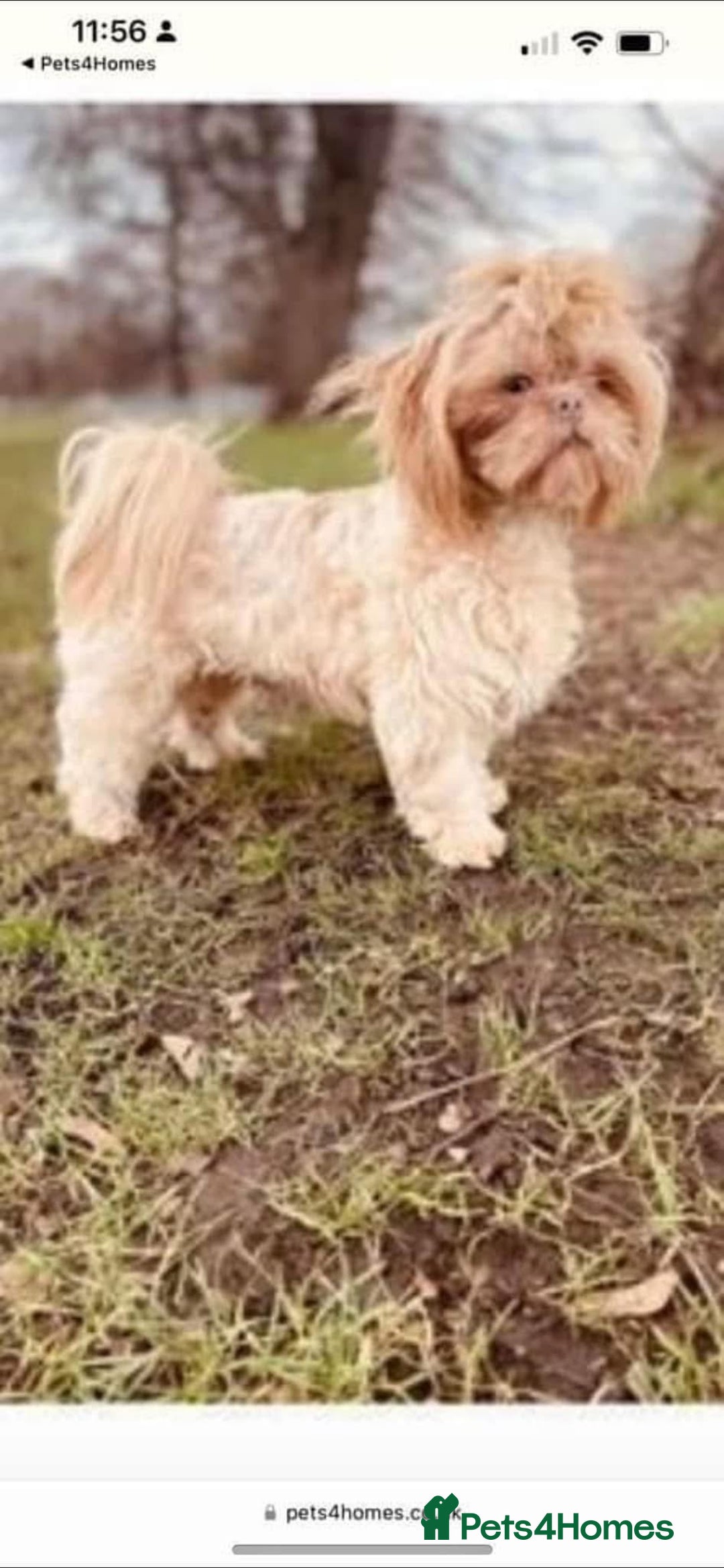 Shih Tzu dogs for sale: Handsome shih tzu boy puppies  - Image 7