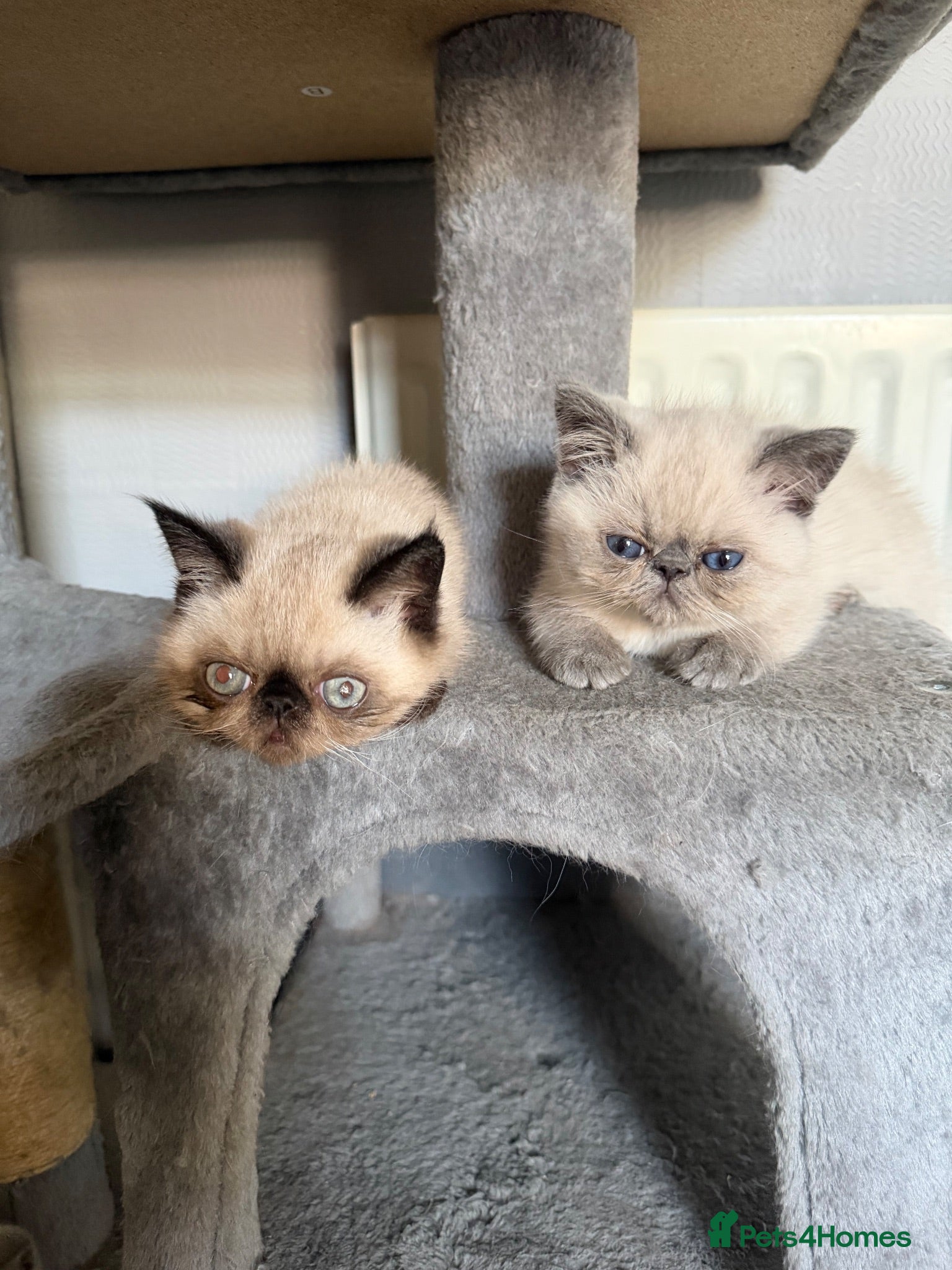 Exotic cats Last Remaining  Exotic Shorthair Kitten - Advert 9