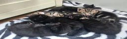 Mixed Breed cats for sale: Kittens  - Advert 3