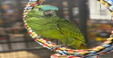 Parrots birds - Advert 1