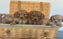 Cavapoo dogs for sale: Stunning, F1 Cavapoo fully health tested parents  - Image 8