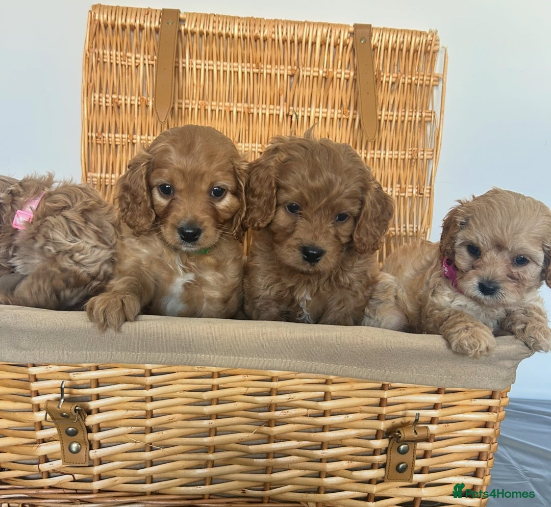 Cavapoo dogs for sale: Stunning, F1 Cavapoo fully health tested parents  - Image 8