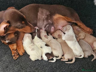 Miniature Dachshund dogs Beautiful kc miniature Dachshund puppies - Advert 6