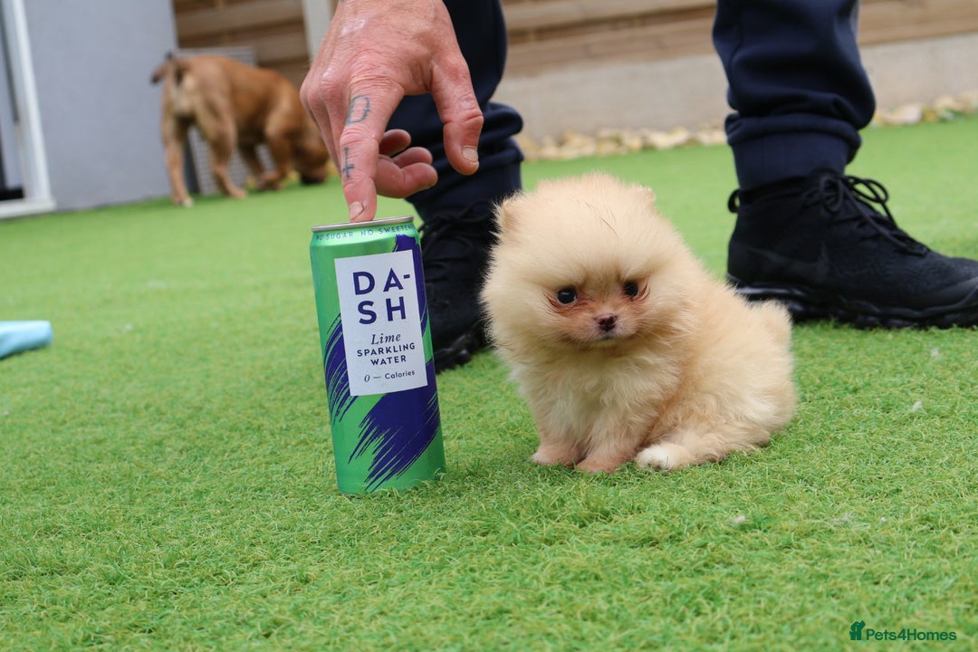 Pomeranian dogs for sale: READY NOW-REDUCED!! TRUE TEDDY BEAR POMERANIAN - Image 32