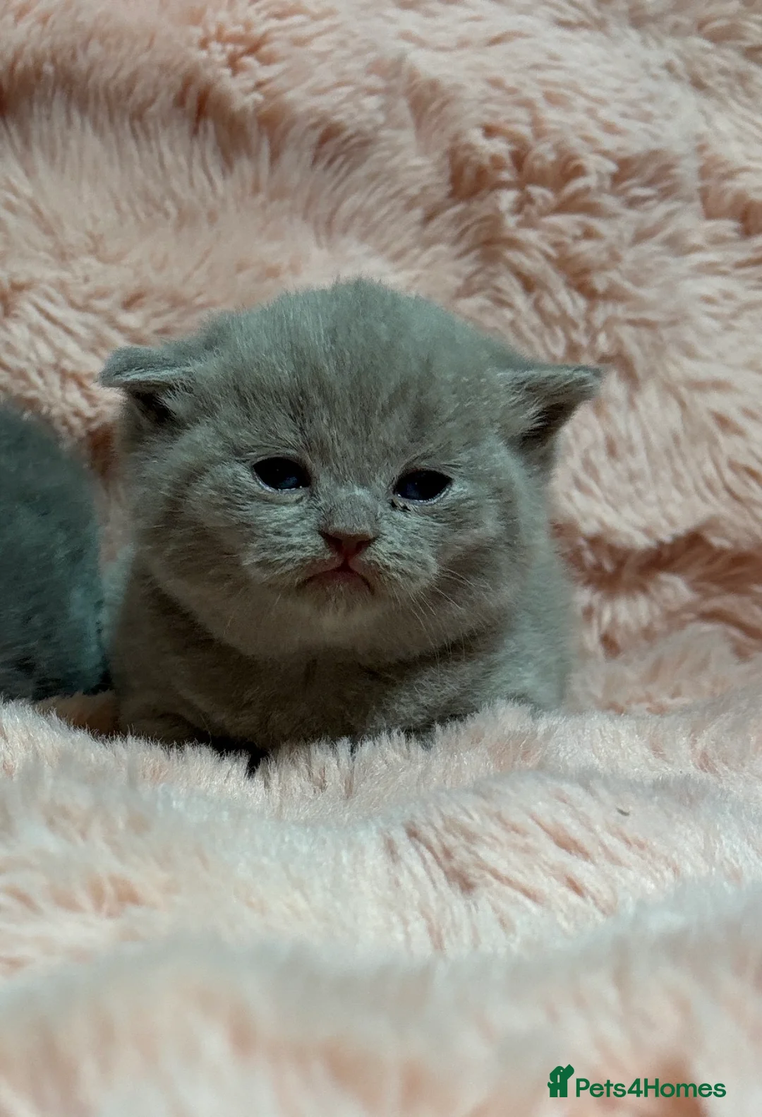 British Shorthair cats for sale: Beautiful British short hair kittens  - Advert 7