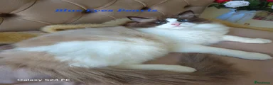 Ragdoll Kitten 1