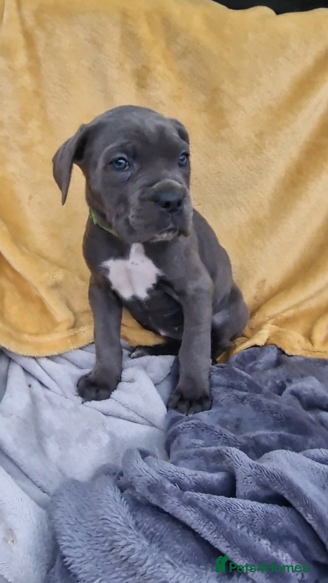 Mixed Breed dogs for sale: Cane Corso X Neapolitan Mastiff mix pups for sale - Advert 12