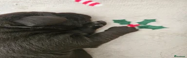 Labrador Retriever 3